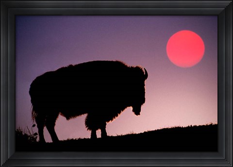 Framed Bison Silhouetted at Sunrise, Yellowstone National Park, Wyoming Print