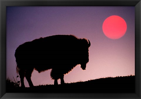 Framed Bison Silhouetted at Sunrise, Yellowstone National Park, Wyoming Print