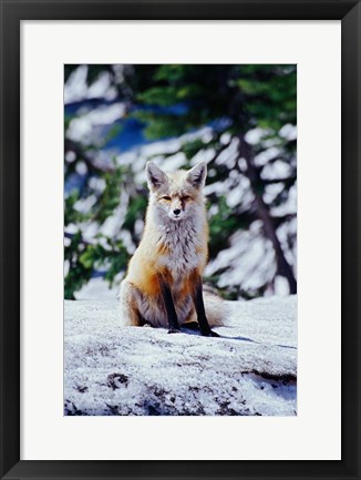 Framed Red Fox on Snow Bank, Mt Rainier National Park, Washington Print