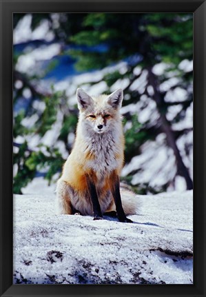 Framed Red Fox on Snow Bank, Mt Rainier National Park, Washington Print