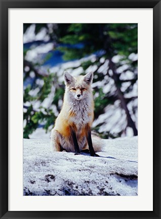 Framed Red Fox on Snow Bank, Mt Rainier National Park, Washington Print