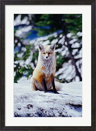 Framed Red Fox on Snow Bank, Mt Rainier National Park, Washington Print
