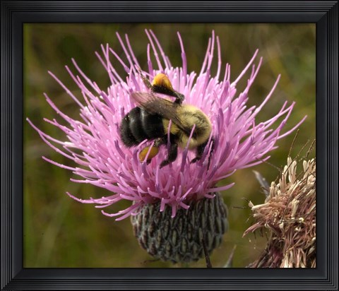 Framed Thistle and bumble bee Print