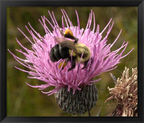 Framed Thistle and bumble bee Print