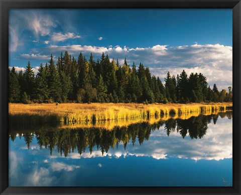 Framed Trees reflecting in Snake River, Grand Teton National Park, Wyoming Print