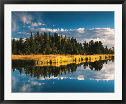 Framed Trees reflecting in Snake River, Grand Teton National Park, Wyoming Print