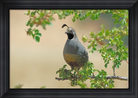 Framed Quail Print