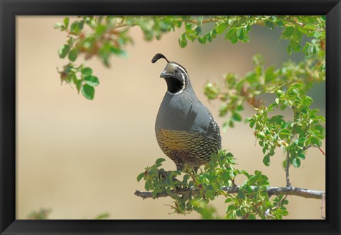 Framed Quail Print