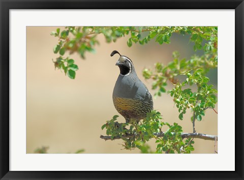 Framed Quail Print