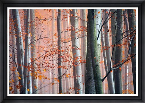 Framed Autumn Woods Print