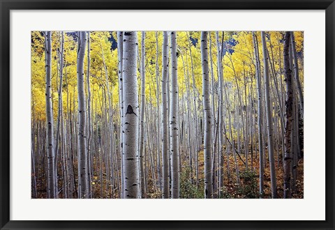 Framed Birch Woods Print