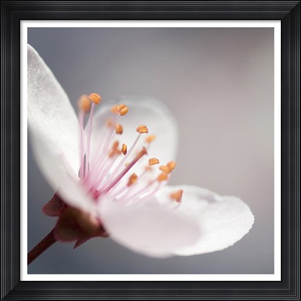 Framed Cherry Flower 1 Print