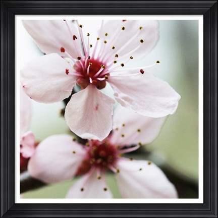 Framed Cherry Flower 2 Print