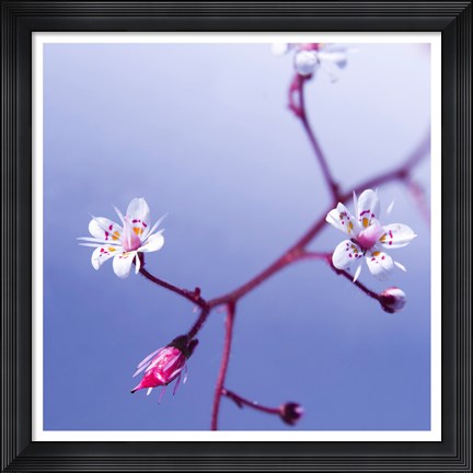 Framed Cherry Flower 3 Print