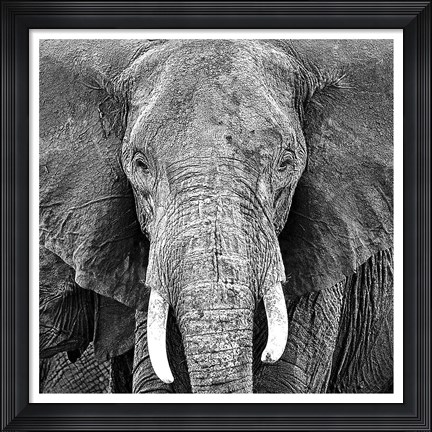Framed Elephant Print