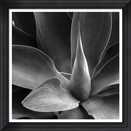 Framed Flower Print