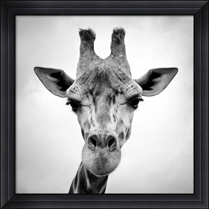 Framed Giraffe Print