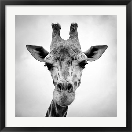 Framed Giraffe Print