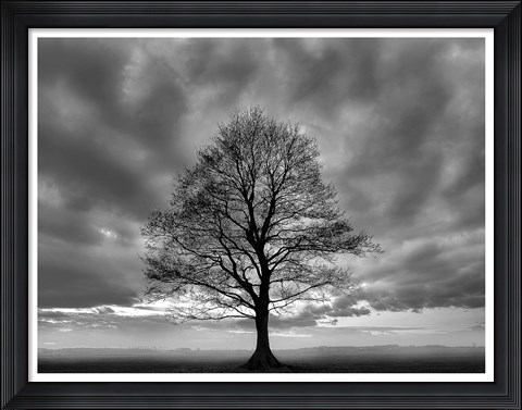 Framed Great Tree Print