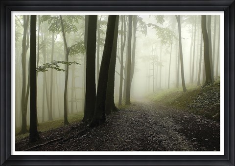 Framed Green Woods 1 Print