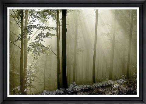 Framed Green Woods 2 Print