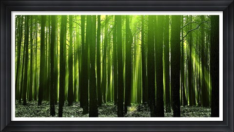 Framed Green Woods 3 Print