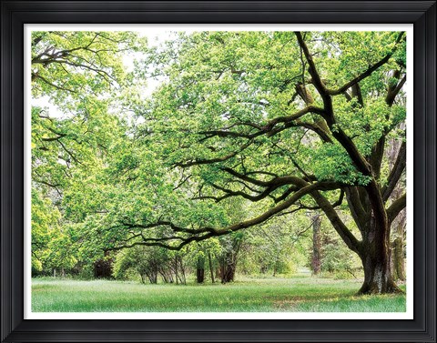Framed Green Woods 4 Print