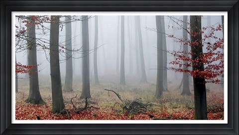 Framed Misty Woods Print
