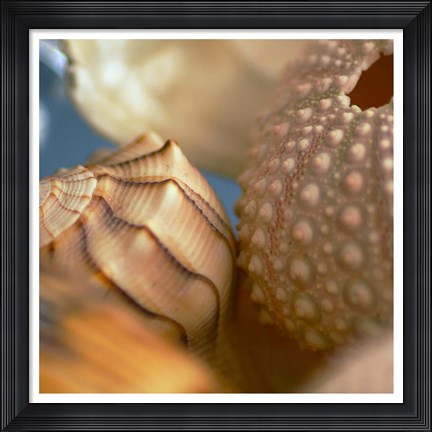 Framed Shells 1 Print