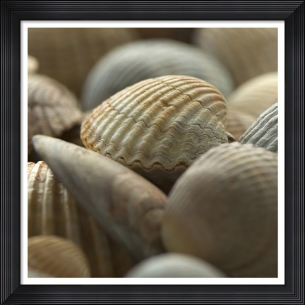 Framed Shells 2 Print