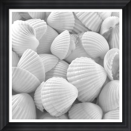 Framed Shells 3 Print