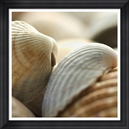 Framed Shells 4 Print