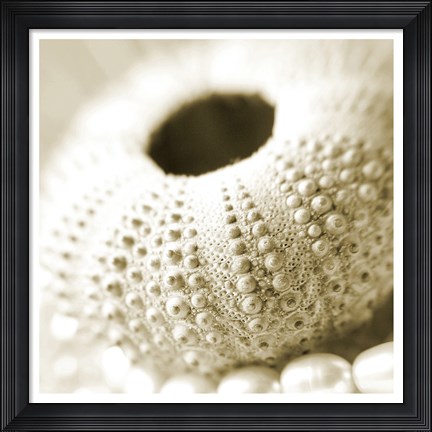 Framed Shells and Pearls 2 Print
