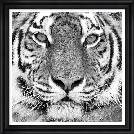 Framed Tiger Print