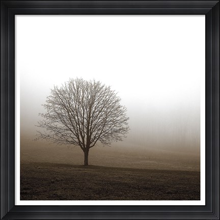 Framed Tree in Mist 1 Print