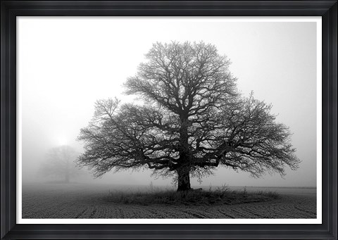 Framed Tree in Mist 2 Print