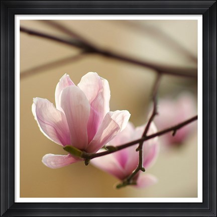 Framed Tulip Tree 1 Print