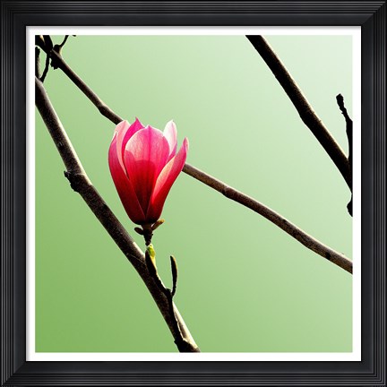 Framed Tulip Tree 3 Print