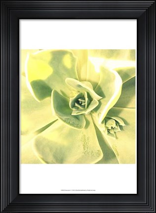 Framed Succulent I Print