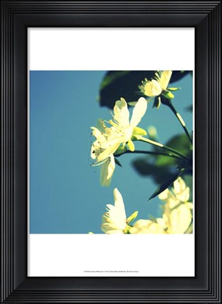 Framed Summer Blossom I Print