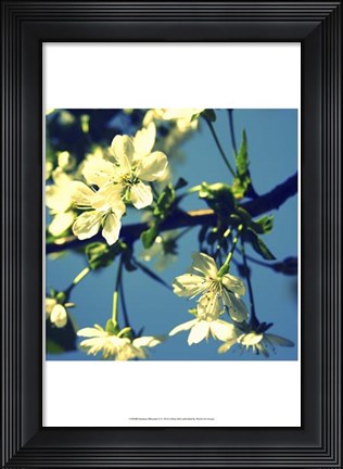 Framed Summer Blossom II Print