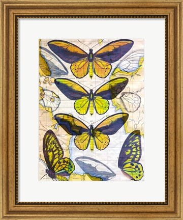 Framed Butterfly Map I Print