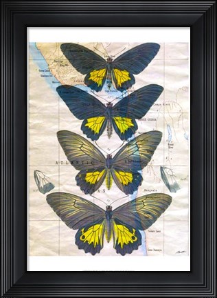 Framed Butterfly Map II Print