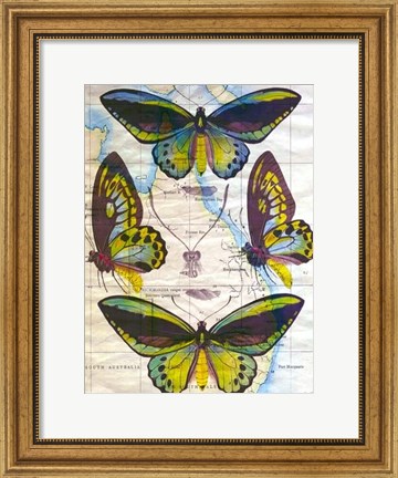 Framed Butterfly Map III Print