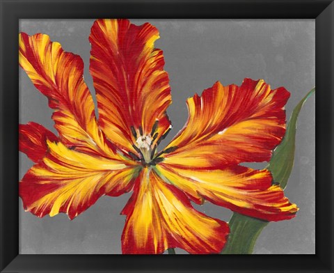 Framed Tulip Portrait II Print