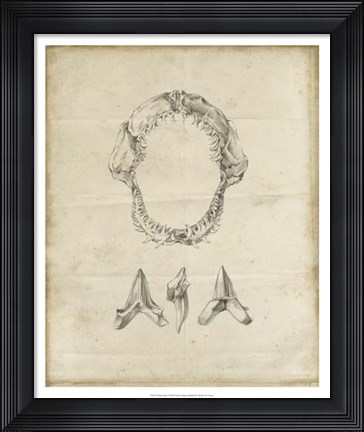 Framed Shark Study I Print