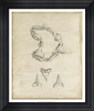 Framed Shark Study II Print