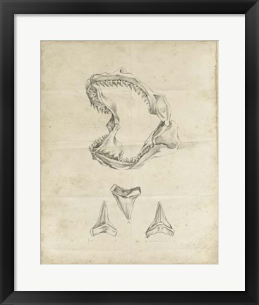 Framed Shark Study II Print