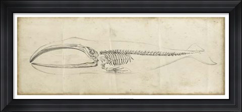 Framed Whale Study I Print