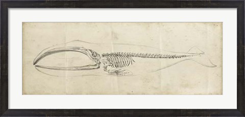 Framed Whale Study I Print